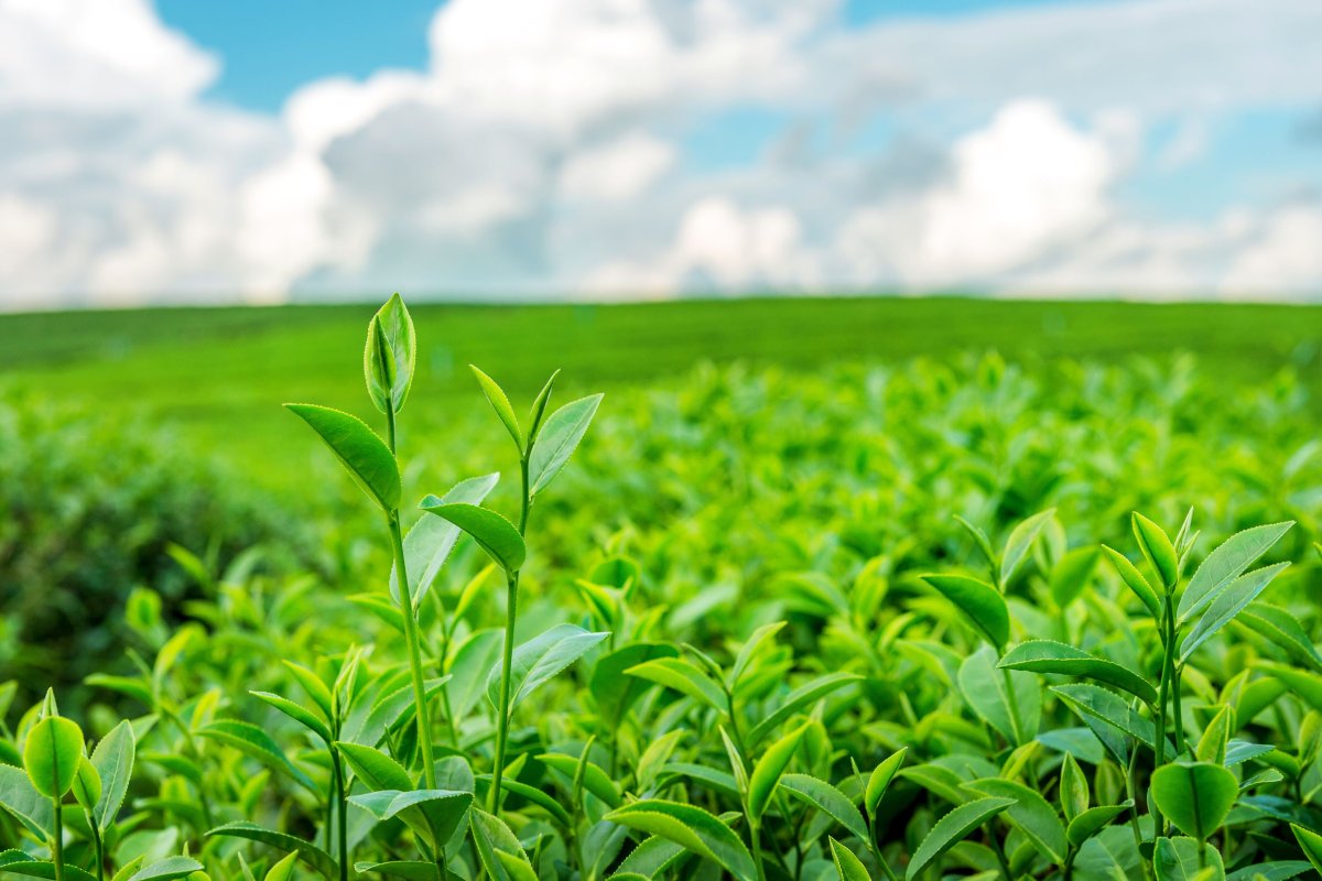 Financial accounting for Agro Businesses.
